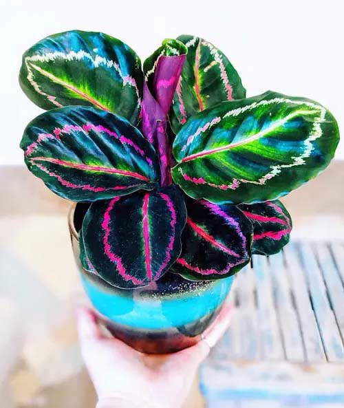 Corona Tricolor Plant # Комнатные растения # Триколор #decorhomeideas