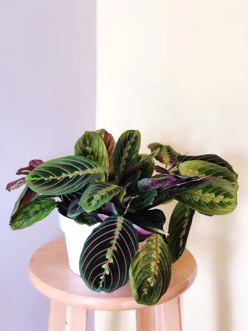 Red Prayer Plant # Комнатные растения # триколор #decorhomeideas