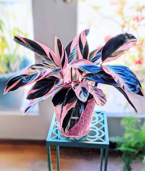 Tricolor Stromanthe # Комнатные растения # триколор #decorhomeideas