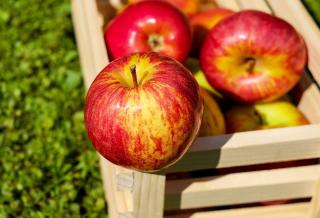 питательная ценность яблока