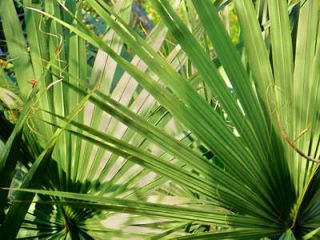 Serenoa repens blessing - флорида пальма