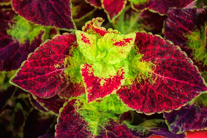 Coleus-Plant-Garden #flowers # Undertree #decorhomeideas