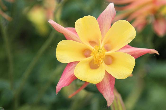 Columbine #flowers #undertree #decorhomeideas