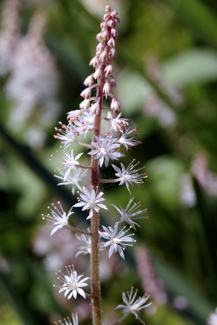 Foamflower #flowers # Undertree #decorhomeideas