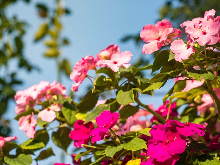 Impatiens Flowers #flowers #undertree #decorhomeideas