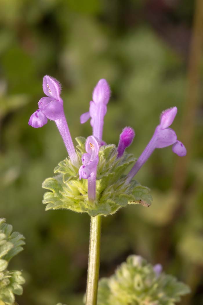 Lamium #flowers #undertree #decorhomeideas