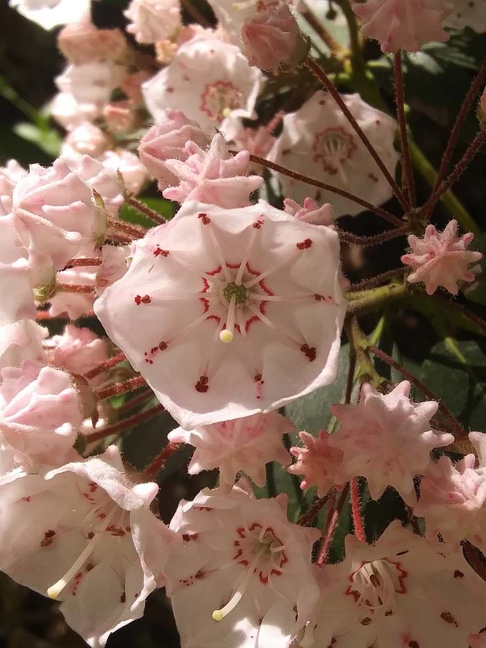 Mountain Laurel #flowers # Undertree #decorhomeideas