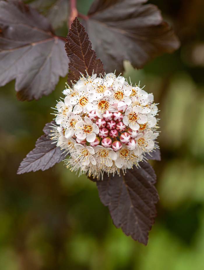 Ninebark #flowers #undertree #decorhomeideas