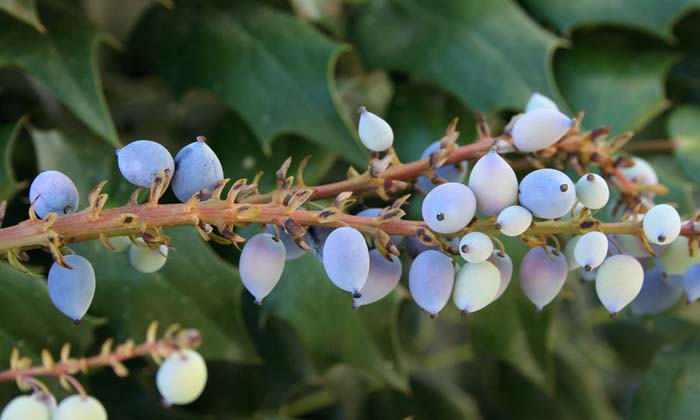 Орегон Grape Holly #flowers #undertree #decorhomeideas