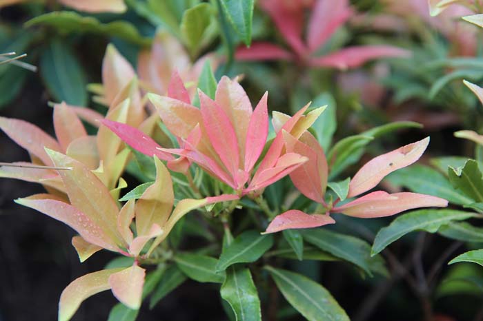 Pieris Japonica #flowers #undertree #decorhomeideas