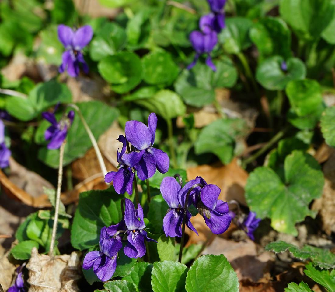 Преимущества Violet Viola odorata