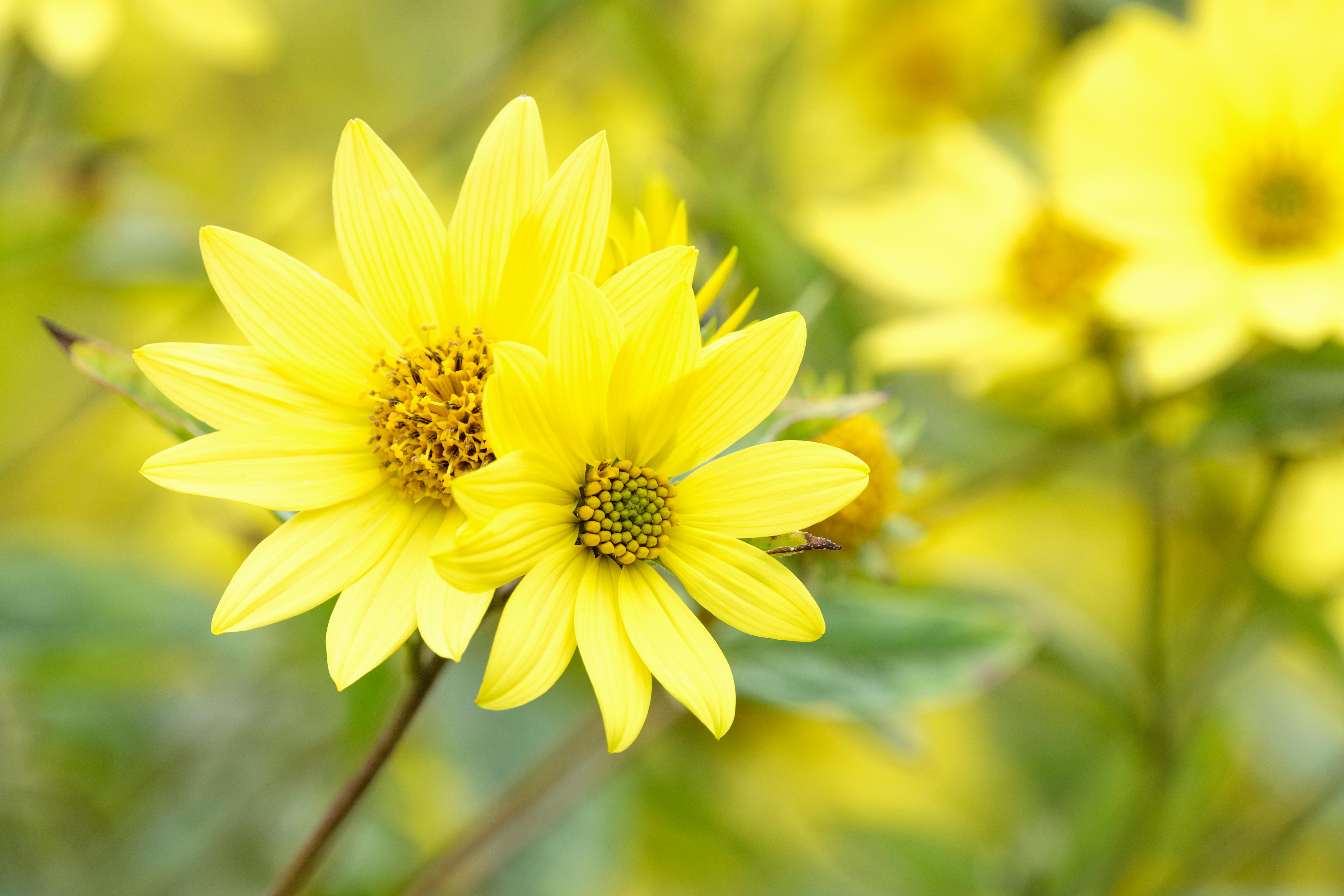 подсолнух Helianthus 'Lemon Queen'