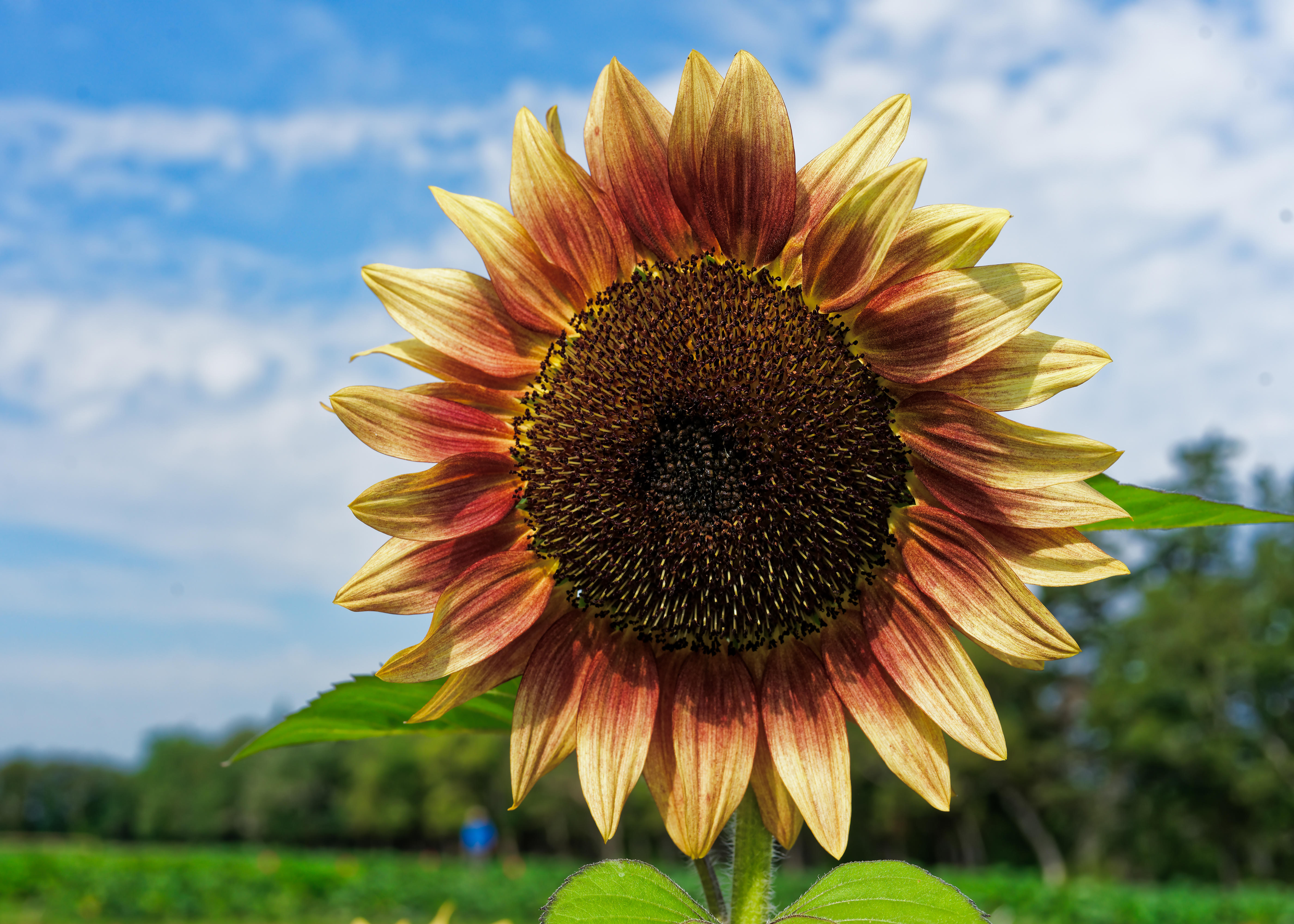 подсолнечник helianthus 'ProCut Plum'