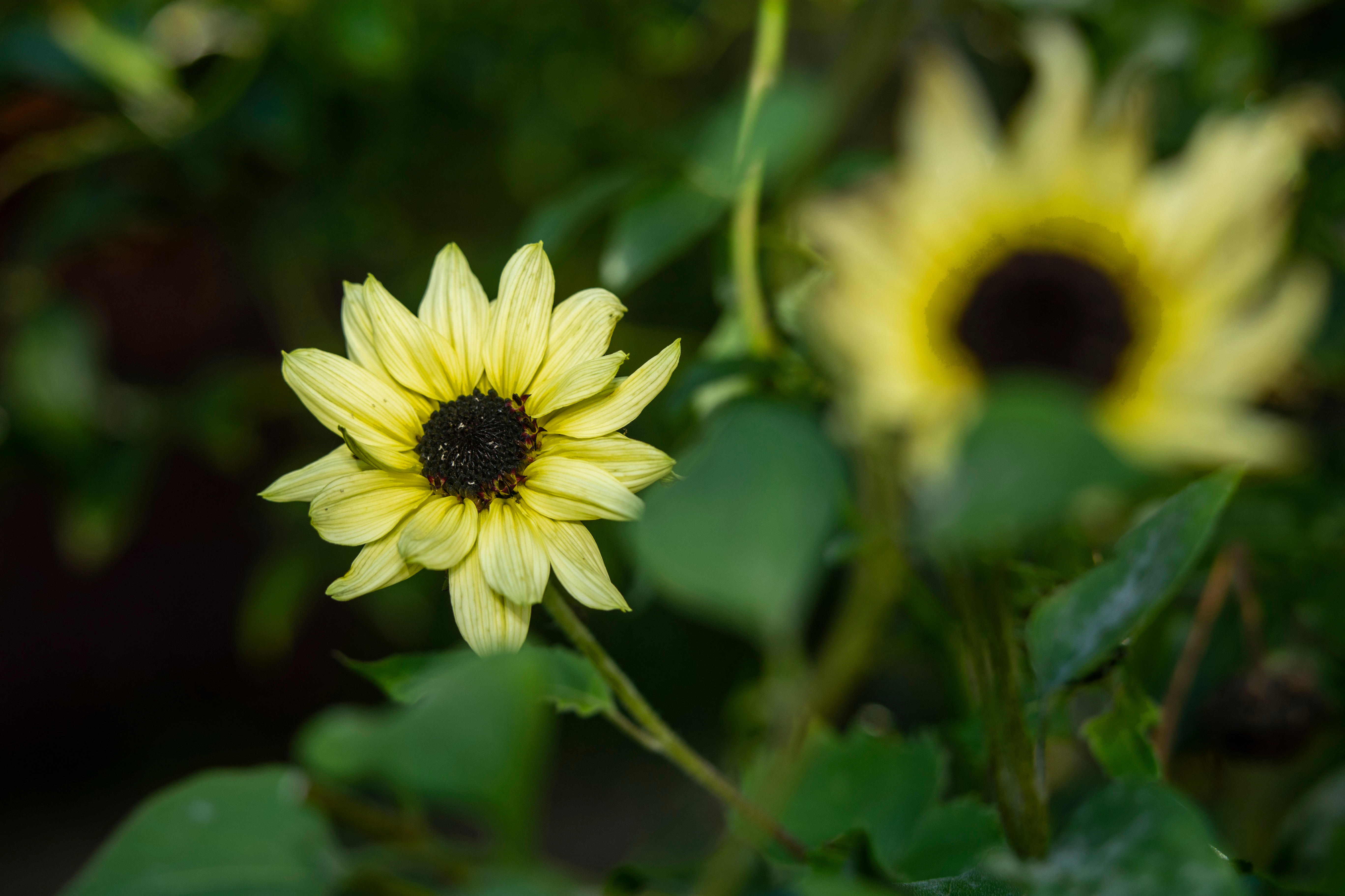 подсолнечник helianthus 'Valentine'