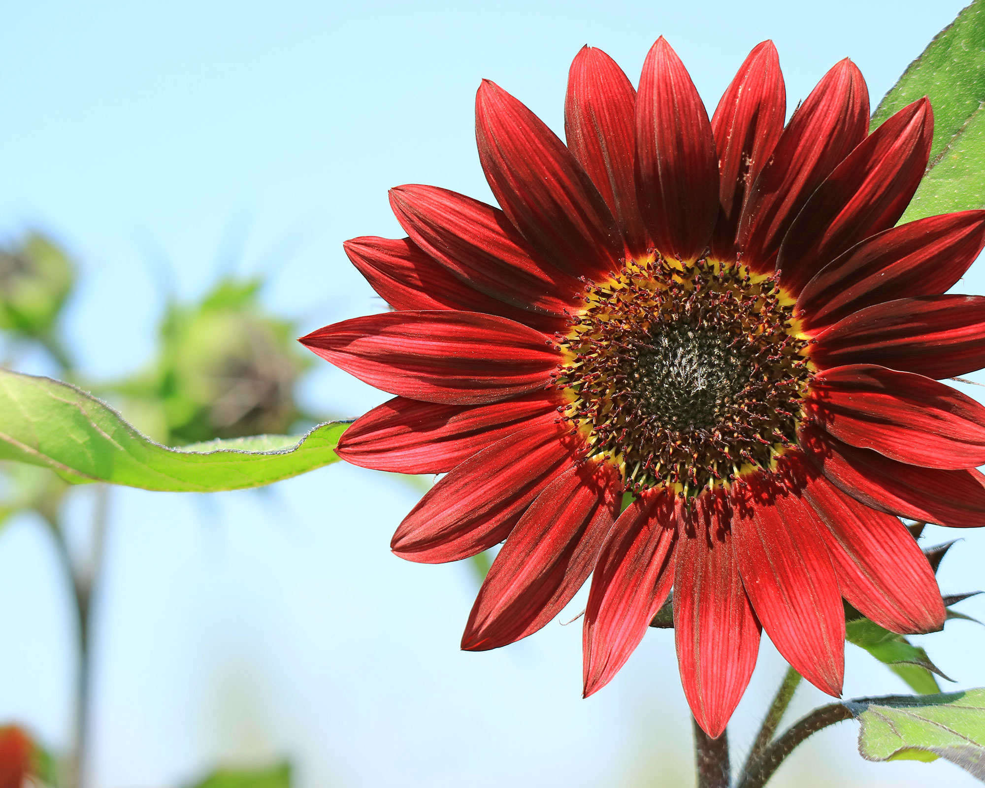 подсолнечник helianthus 'Red Sun'