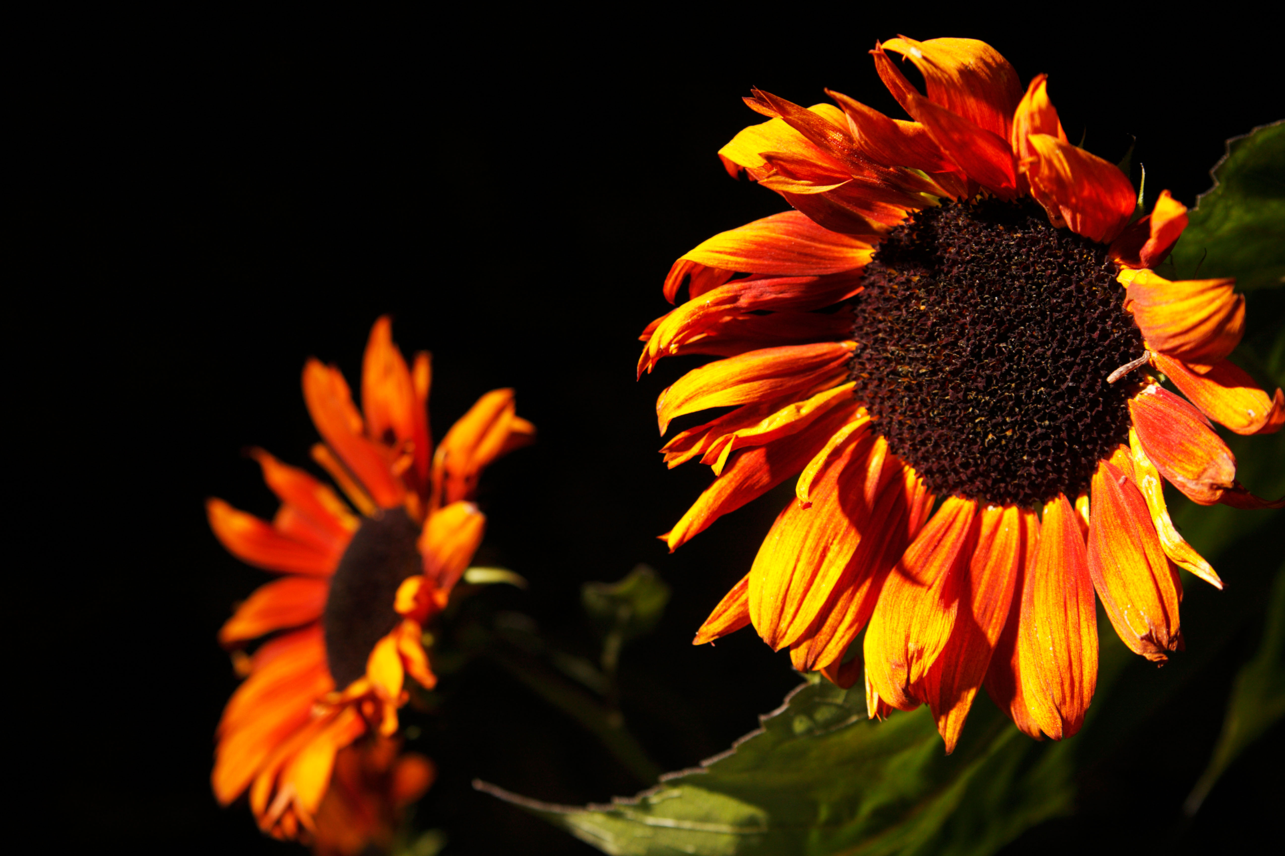 подсолнечник helianthus 'Ruby Sunset'