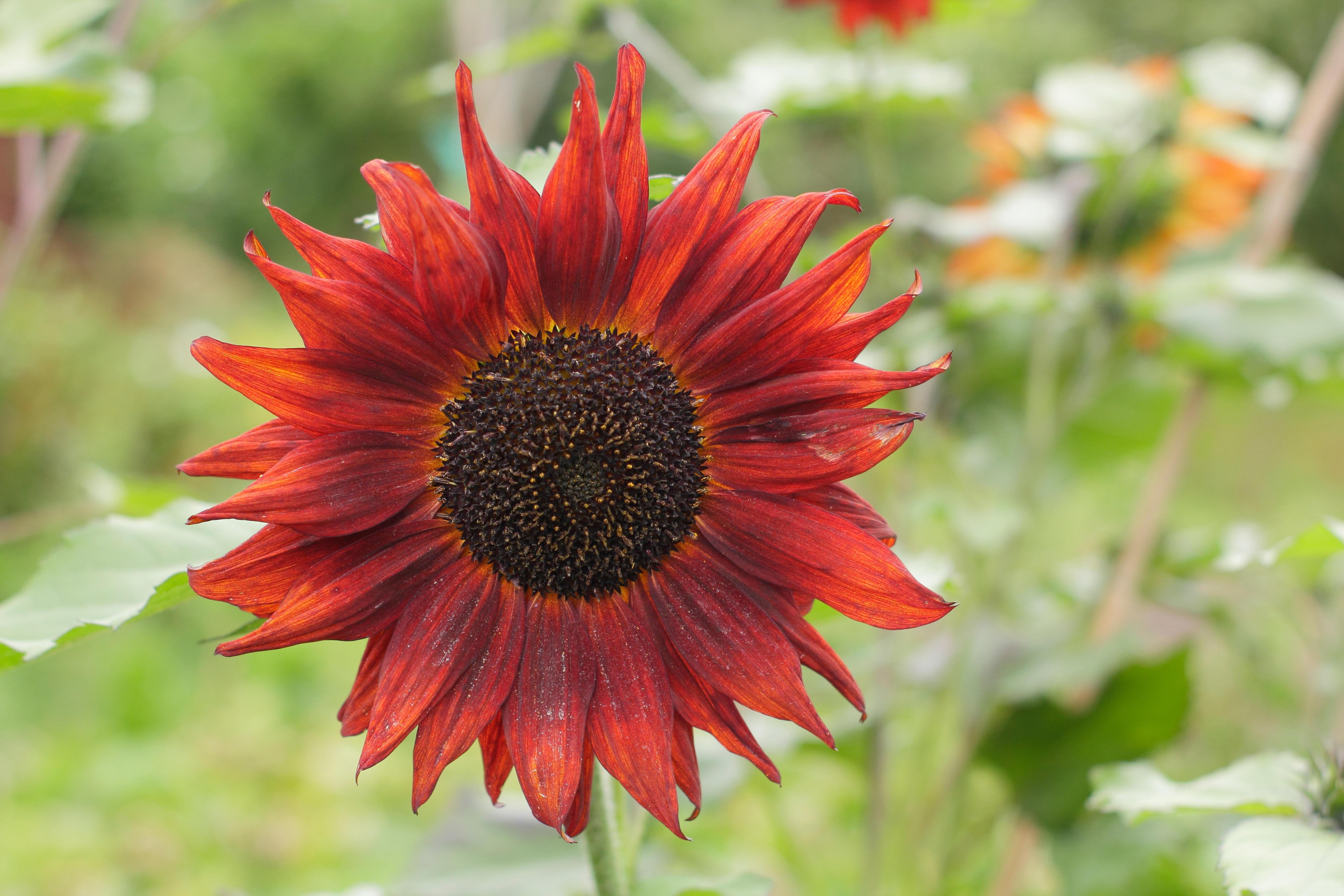 подсолнух Helianthus 'Velvet Queen'