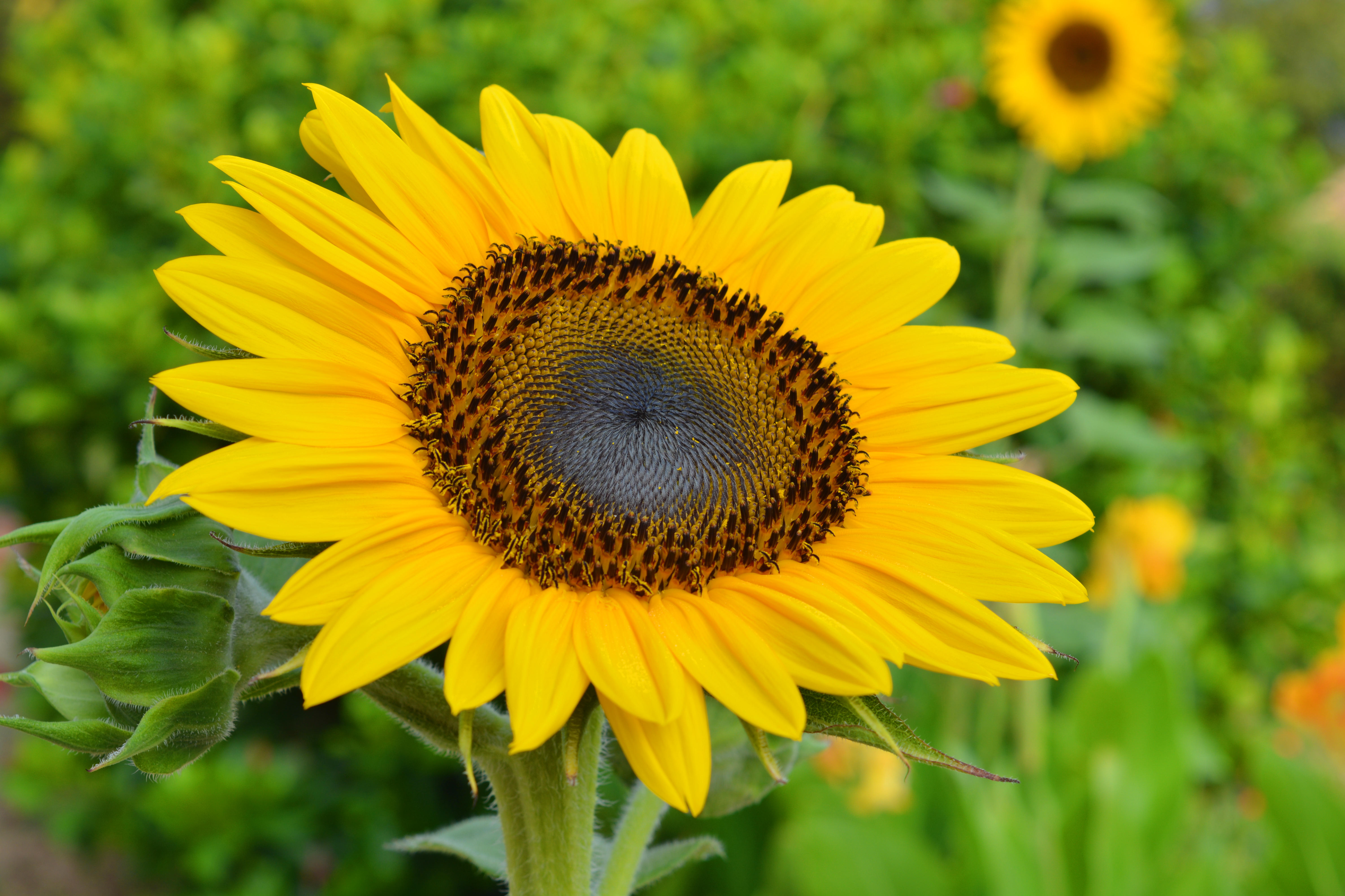 подсолнечник helianthus 'Russian Giant'