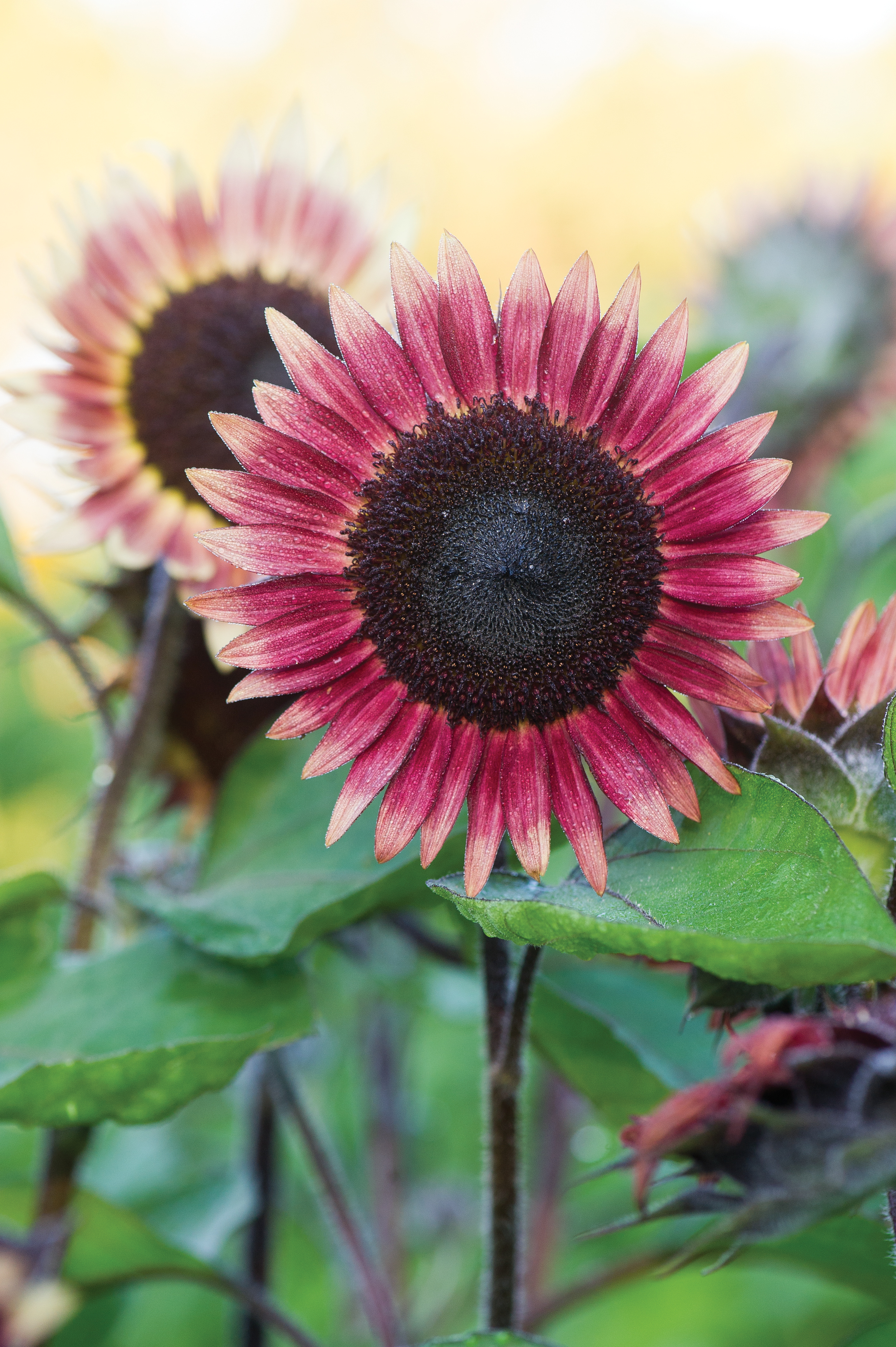 подсолнечник helianthus 'Ms Mars'