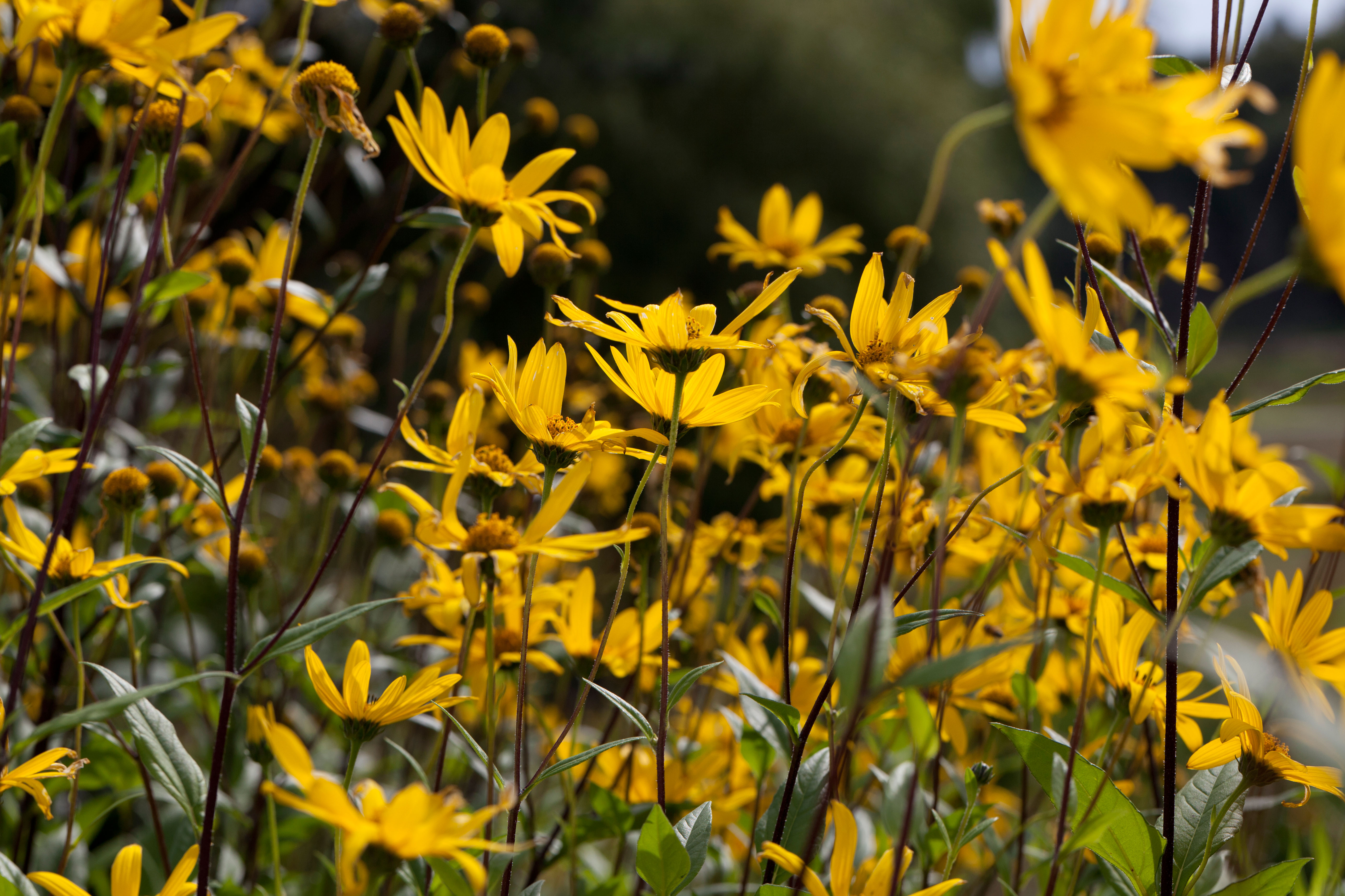 подсолнечник helianthus laetiflorus