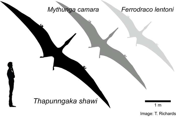 Оценка размеров трех видов австралийских птерозавров.  Рост мужчины - 1,80 метра.  А) Тапуннгака шави;  Б) Mythunga camara;  В) Ferrodraco lentoni.  © Ричардс и др., 2021 г.