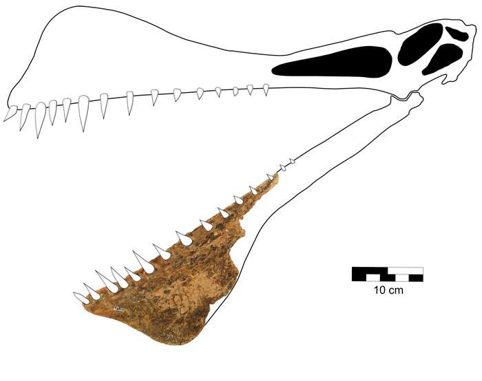 Реконструкция морфологии черепа T. shawi в зависимости от окаменелости нижней челюсти.  © Ричард и др., 2021 г.