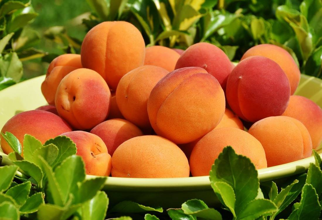 Польза абрикоса